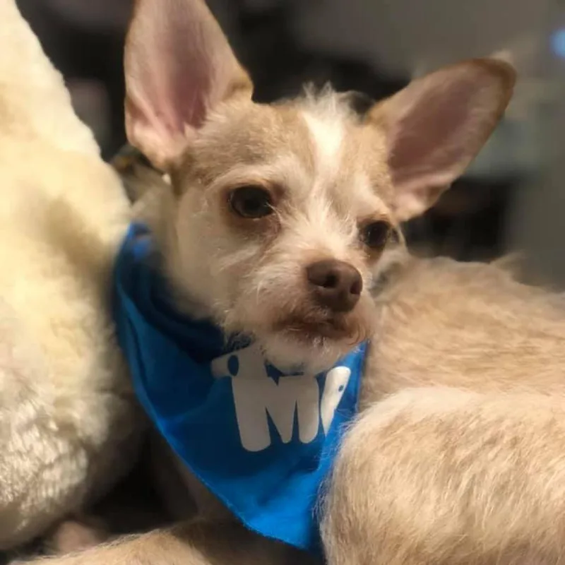 A senior small-sized male White / Cream Wirehaired Terrier dog named Jax for adoption in Oceanside, NY