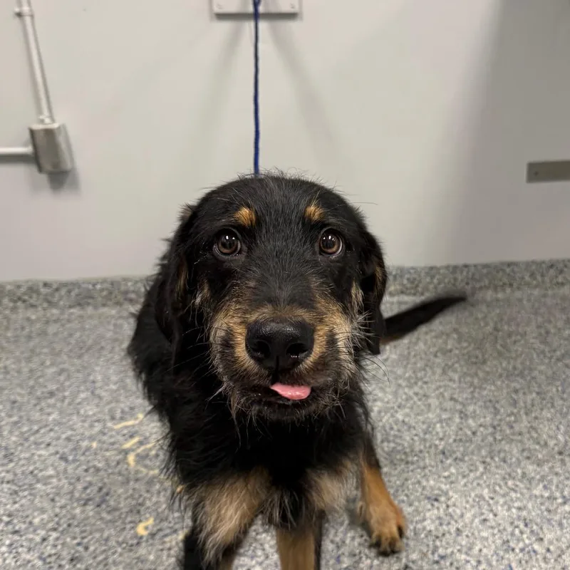 A young medium-sized male Black Mixed Breed dog named Hunter Finn for adoption in Greenville, SC