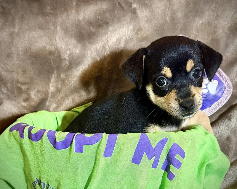 A baby small-sized female Rat Terrier dog named Estrella  Cira's Litter for adoption in Holly Springs, NC