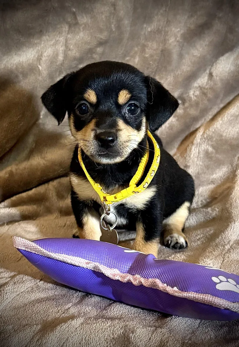 Estrella  Cira's Litter thumbnail 2