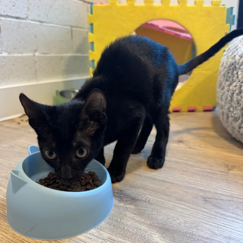 A baby small-sized male Black Domestic Short Hair cat named Magic for adoption in Austin, TX