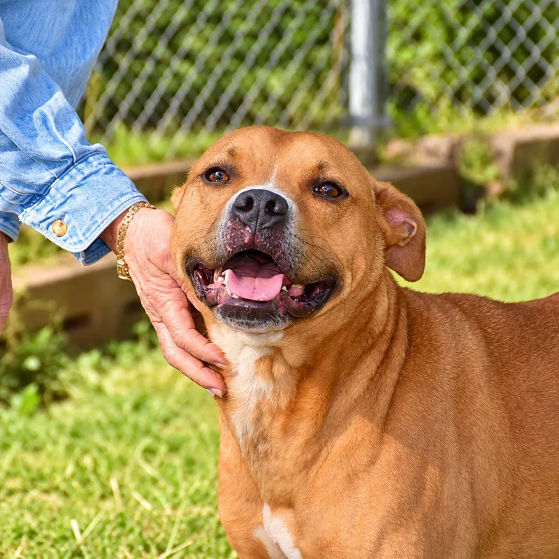 An adult medium-sized male Golden Pit Bull Terrier dog named Almond for adoption in Wedowee, AL