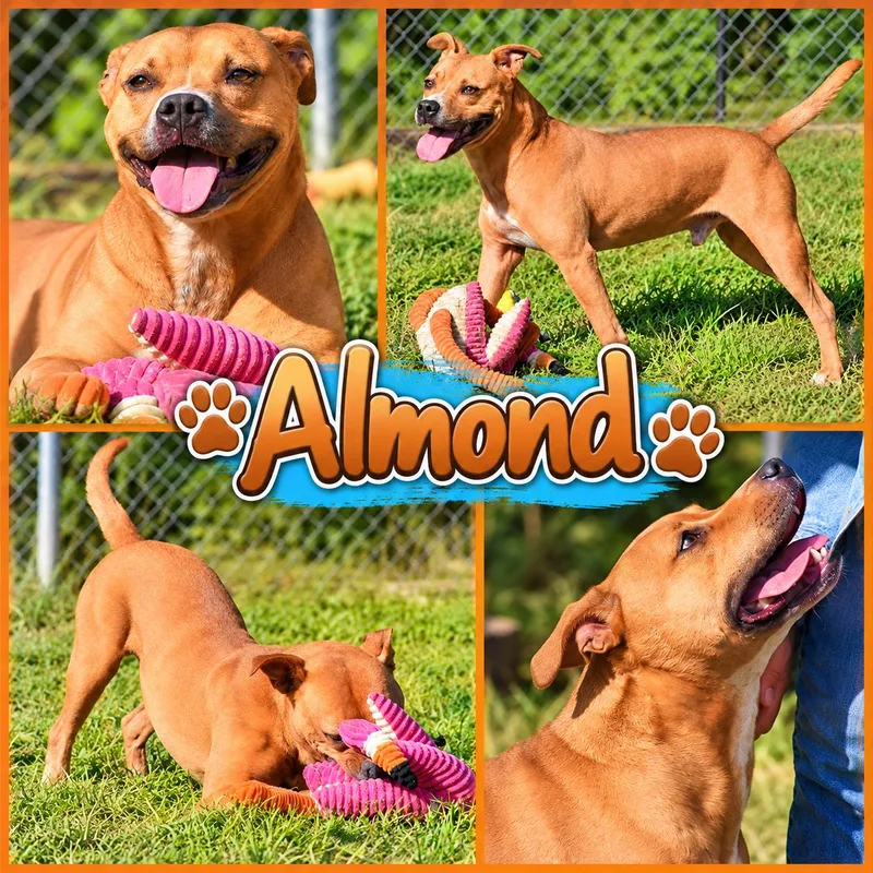 Almond thumbnail 2