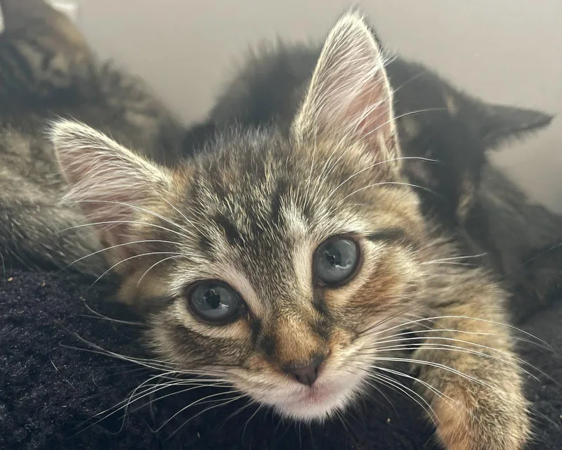 A baby medium-sized female Tabby cat named Adele for adoption in Anacortes, WA