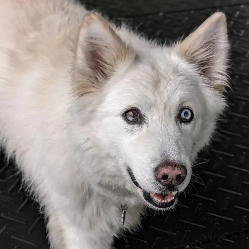 A senior large-sized male White / Cream Siberian Husky dog named Bruno for adoption in Thomaston, ME