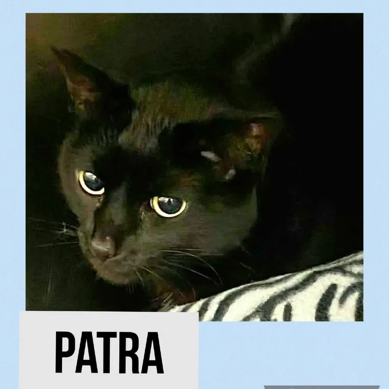 An adult large-sized female Black Domestic Short Hair cat named Patra for adoption in Wheeling, IL