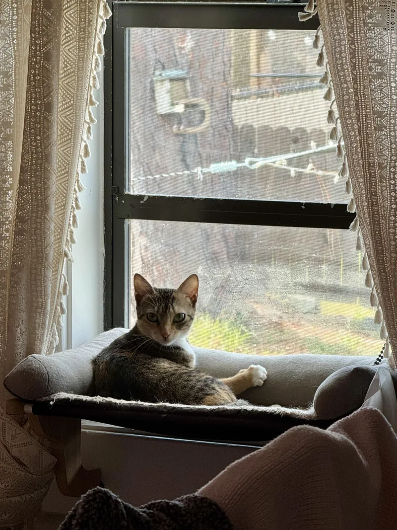 An adult small-sized female Calico Domestic Short Hair cat named Shiba for adoption in largo, FL