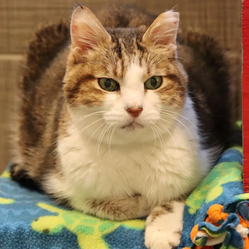 A senior medium-sized male White Domestic Short Hair cat named Aloysius for adoption in Tucson, AZ