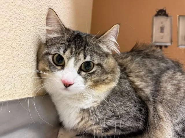 A young small-sized male Domestic Long Hair cat named Mumble for adoption in Fairfield, CA