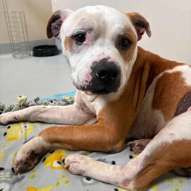 A senior medium-sized male White / Cream Mixed Breed dog named Mark Jones Stray Hold for adoption in Huntington, WV