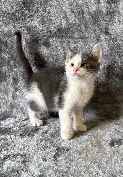 A young medium-sized male Domestic Short Hair cat named Olaf for adoption in Buffalo, MN