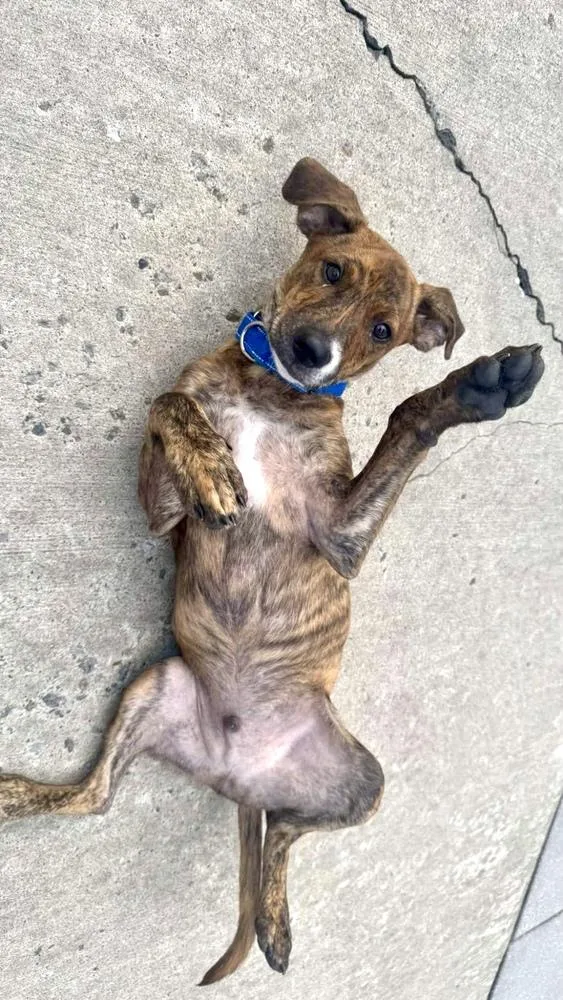 A baby medium-sized male Mixed Breed dog named Trap for adoption in Valley Stream, NY