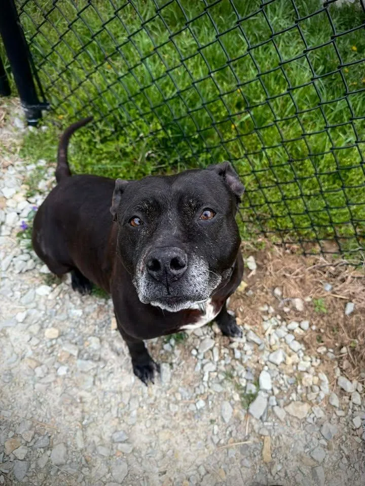 An adult large-sized female Black Pit Bull Terrier dog named Catalina for adoption in Greensburg, IN