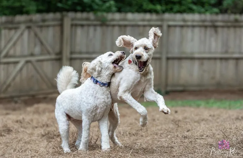 An adult medium-sized female Apricot / Beige Goldendoodle dog named Maverick & Oakley Bonded for adoption in Richmond, VA