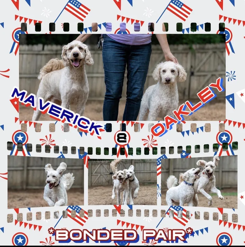 Maverick & Oakley Bonded thumbnail 3
