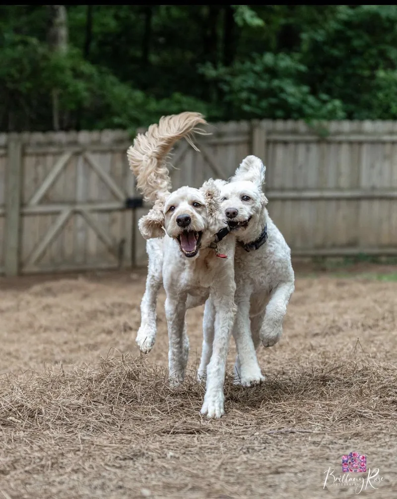 Maverick & Oakley Bonded thumbnail 4