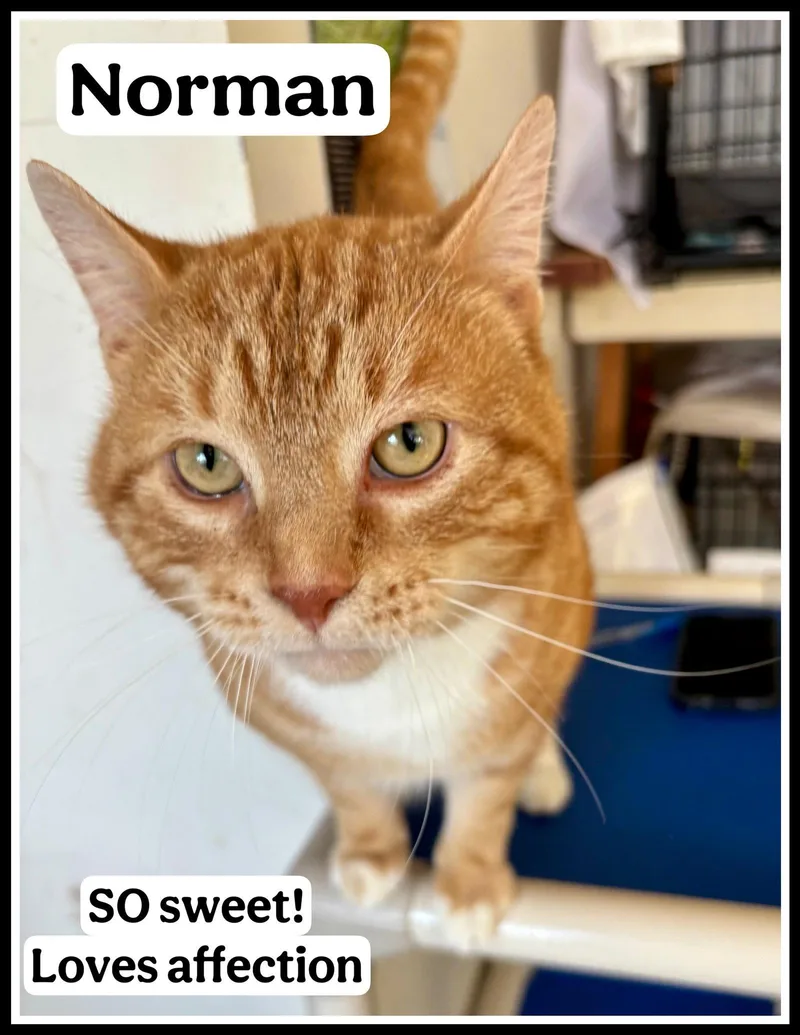 A young medium-sized male Tabby cat named Norman  Willow Grove for adoption in Greenville, DE