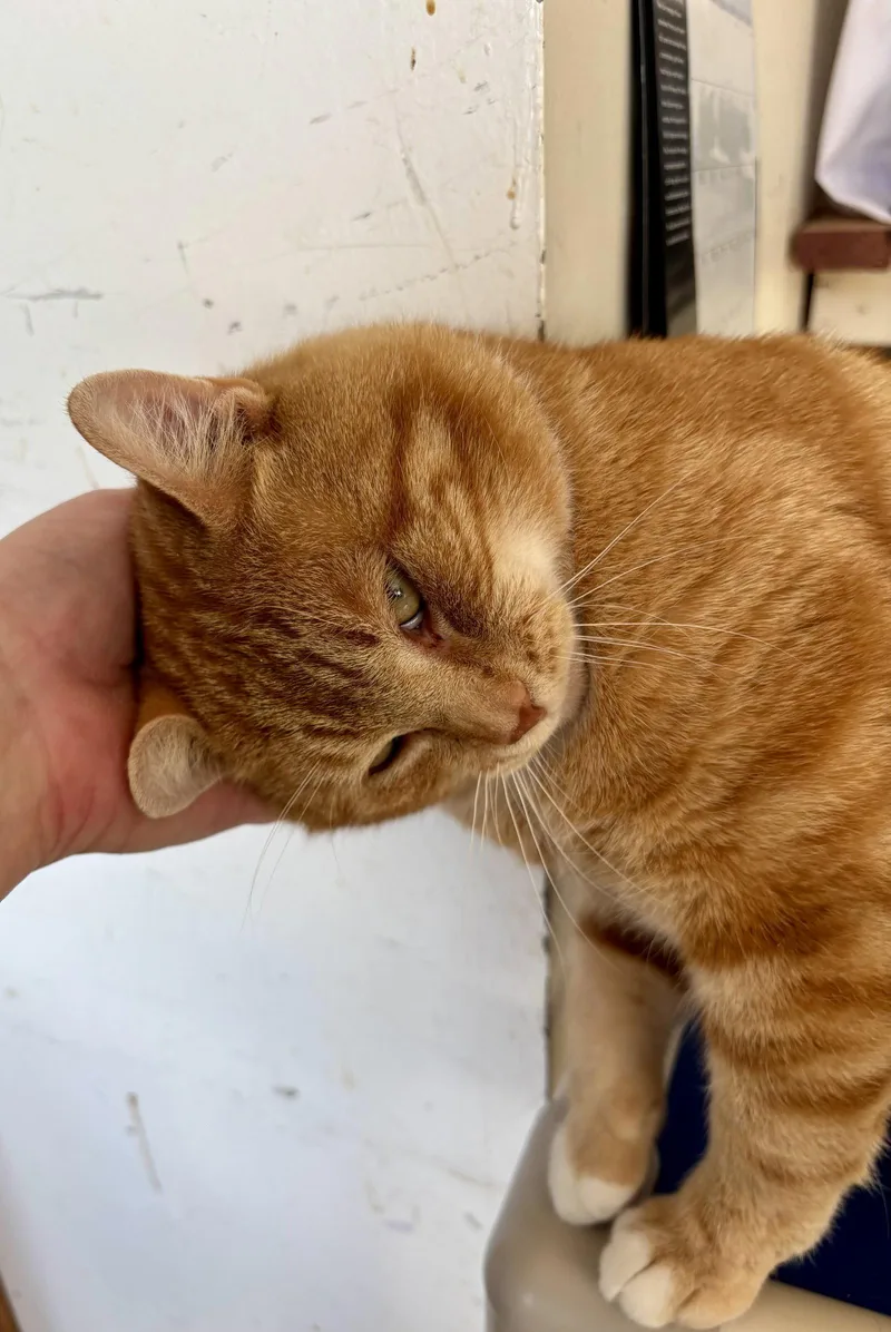 Norman  Willow Grove thumbnail 2