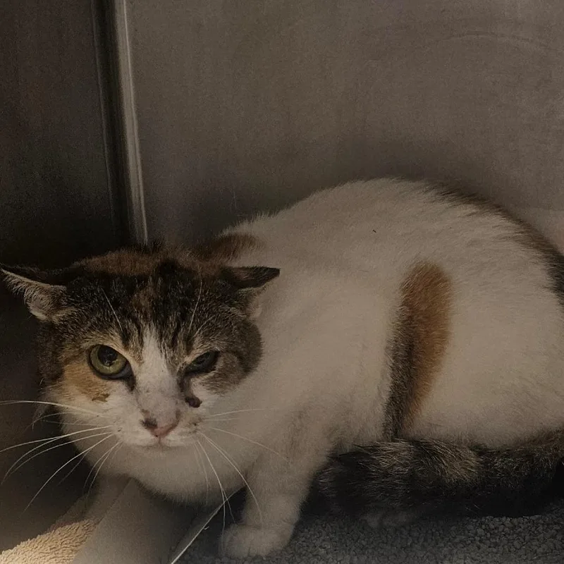 An adult medium-sized female White Domestic Short Hair cat named Pearl for adoption in Tampa, FL