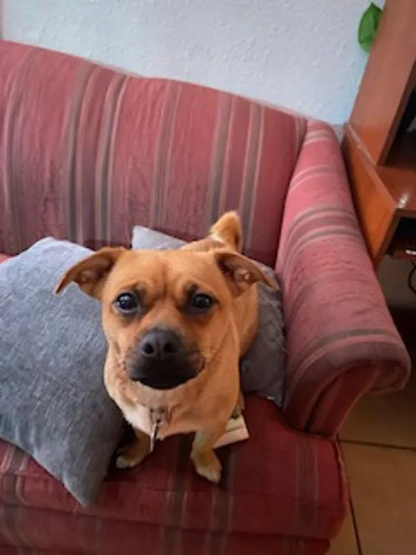 An adult small-sized female Pug dog named Canela for adoption in El Cajon, CA