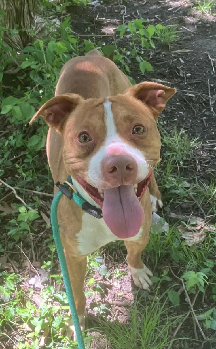 A young medium-sized male Red / Chestnut / Orange Pit Bull Terrier dog named Paulie for adoption in Springfield, IL