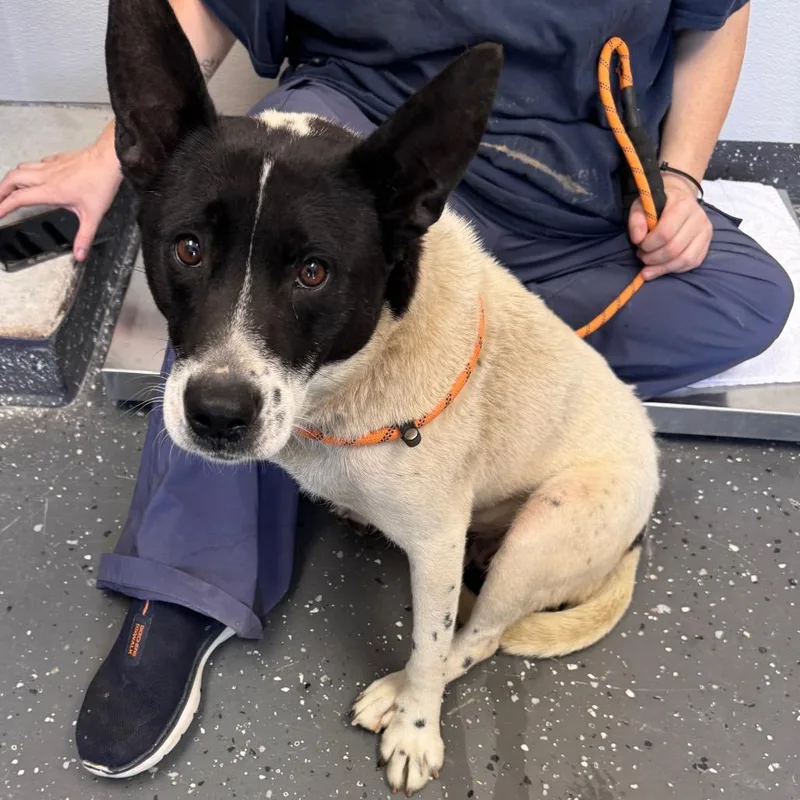 An adult medium-sized female White / Cream Mixed Breed dog named Momma Planet for adoption in Columbiana, AL