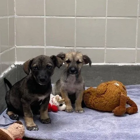 A baby small-sized female Terrier dog named Tootsie Roll for adoption in Hawthorne, CA