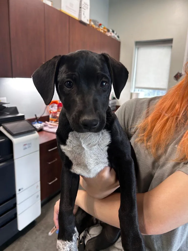 A baby small-sized female Labrador Retriever dog named Snickerdoodle for adoption in Gautier, MS