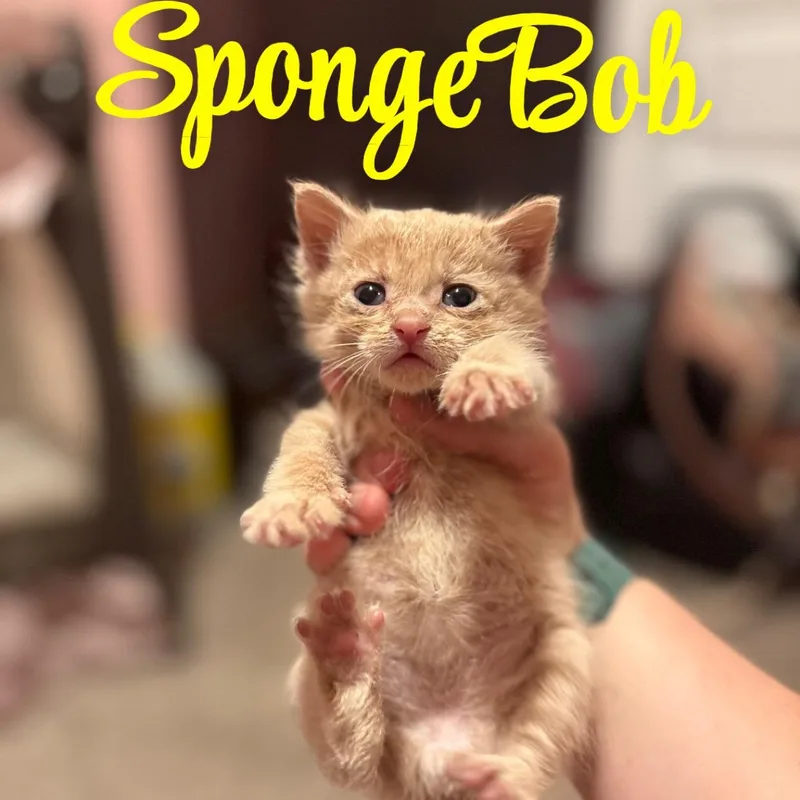 Spongebob Squarepants