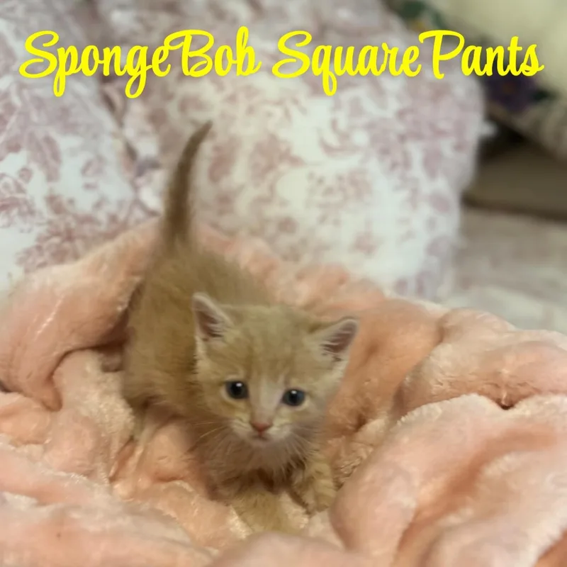 Spongebob Squarepants thumbnail 3