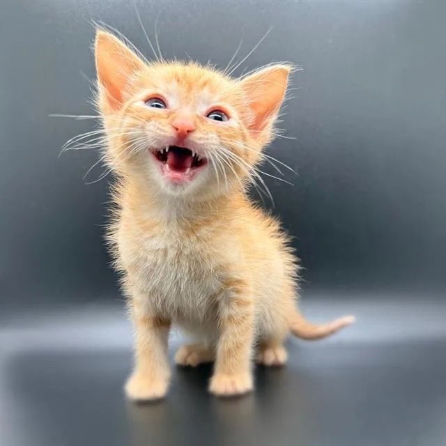 A baby small-sized male Domestic Short Hair cat named Budd for adoption in Fairfield, CA