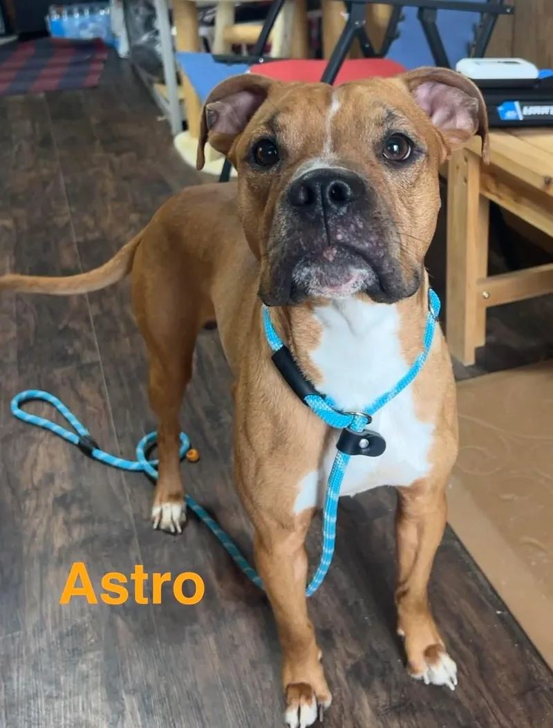 A young medium-sized male Boxer dog named Astro for adoption in Sullivan, MO