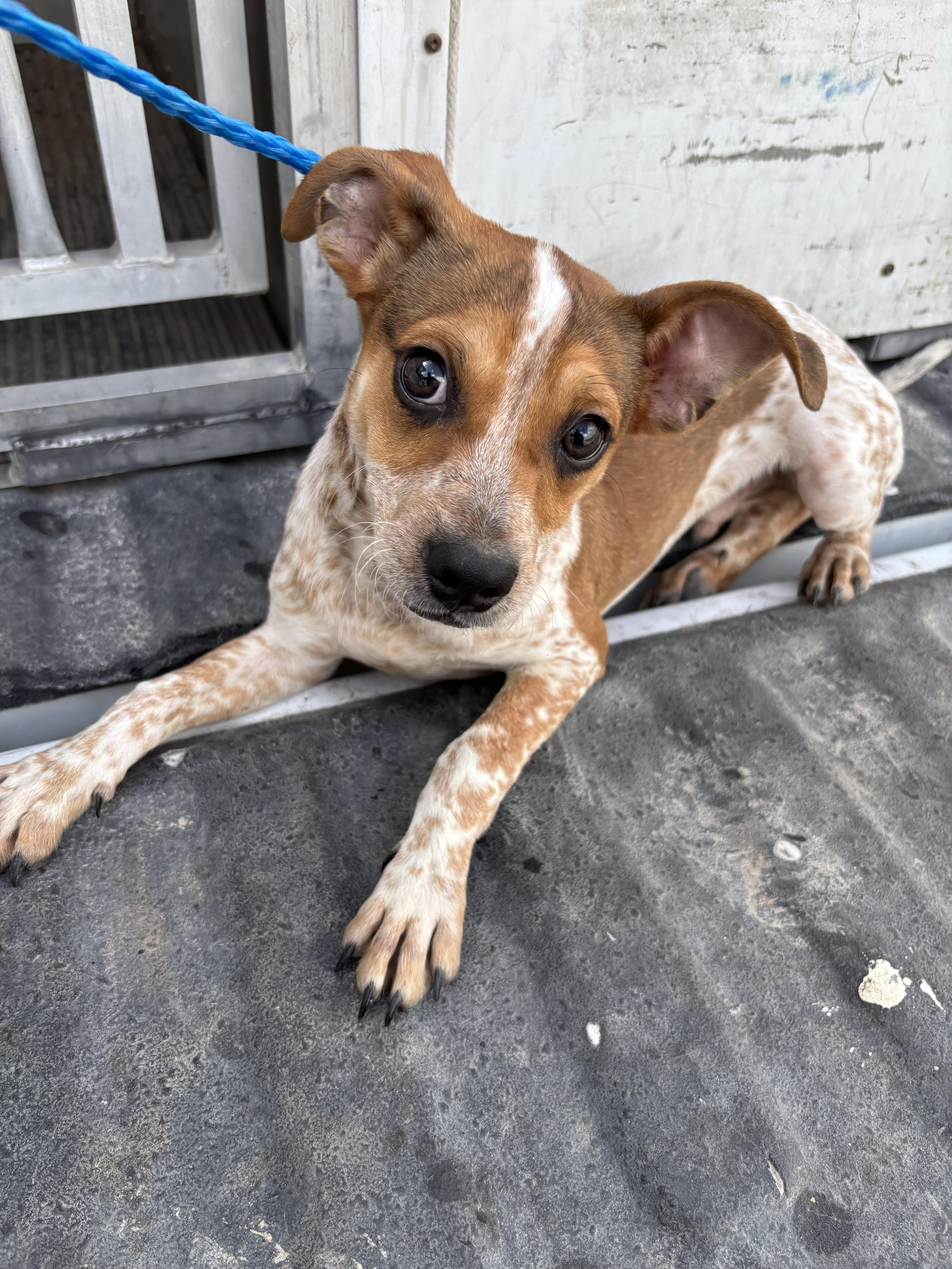 A young small-sized male Terrier dog named Teddy for adoption in Edna, TX