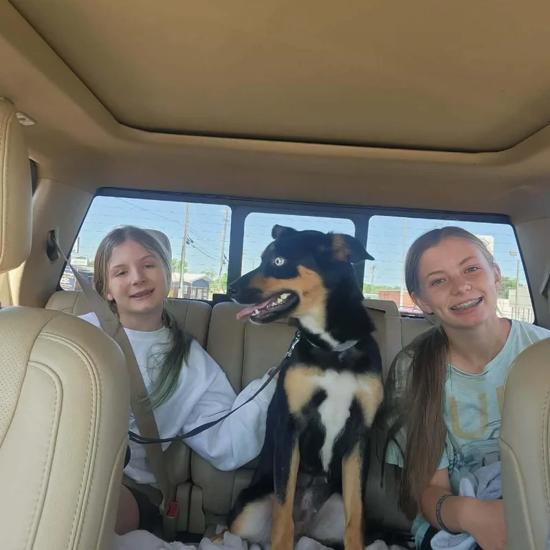 An adult medium-sized female English Shepherd dog named Akira for adoption in Normal, IL