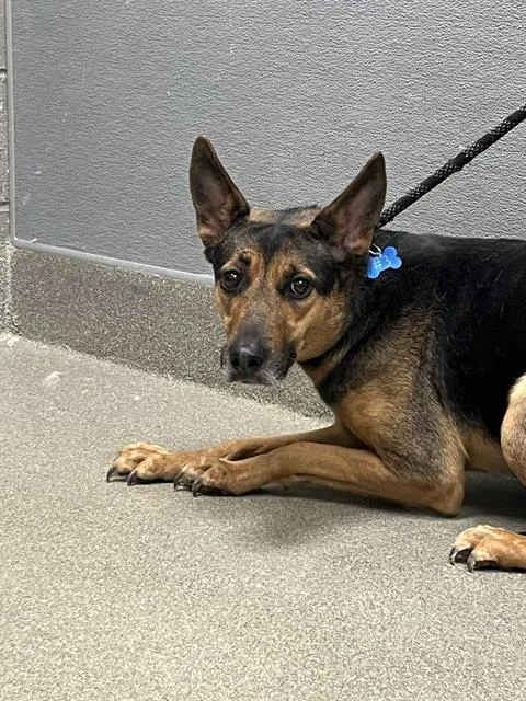 An adult medium-sized female German Shepherd Dog dog named Missy for adoption in Las Vegas, NV