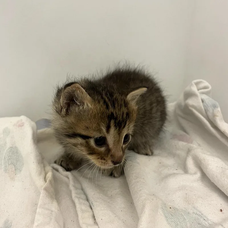 A baby small-sized male Brown / Chocolate Domestic Short Hair cat named Honey for adoption in Corpus Christi, TX