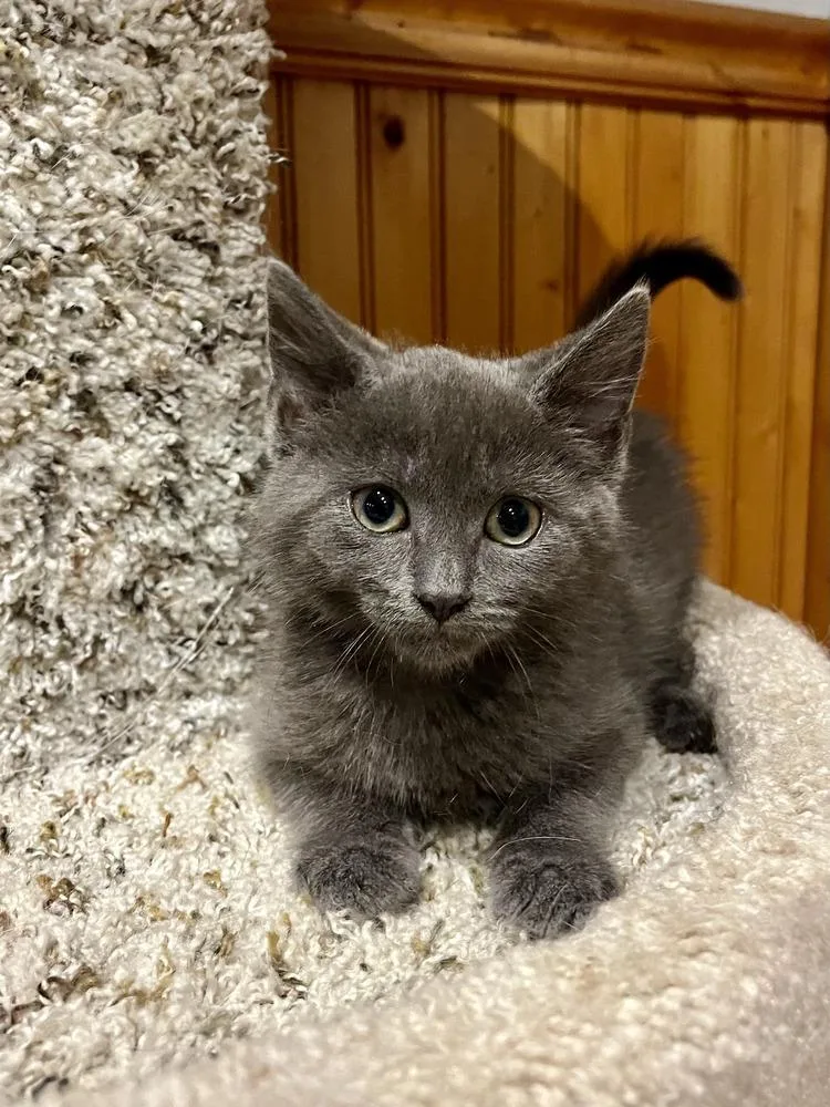 A baby medium-sized female Gray / Blue / Silver Domestic Medium Hair cat named Chanterelle for adoption in Emerald Isle, NC