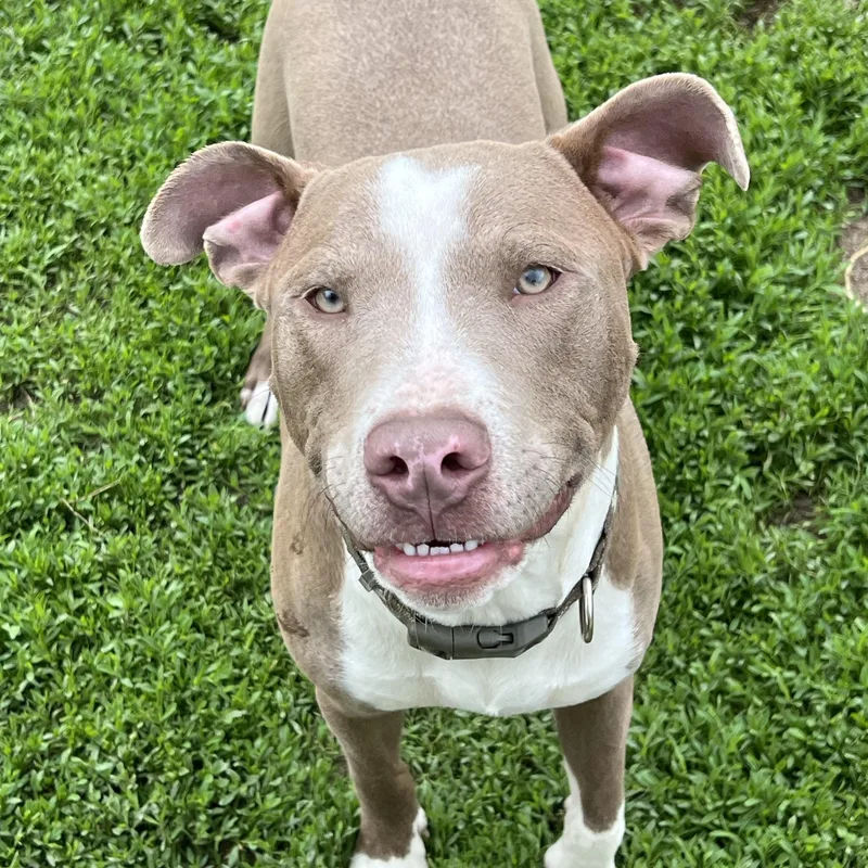 A young medium-sized male Brown / Chocolate Pit Bull Terrier dog named Brownie for adoption in Eaton Rapids, MI