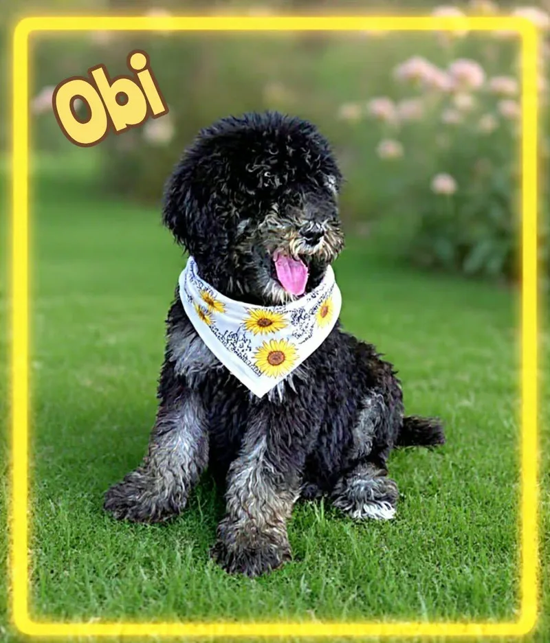 ObiWan thumbnail 2