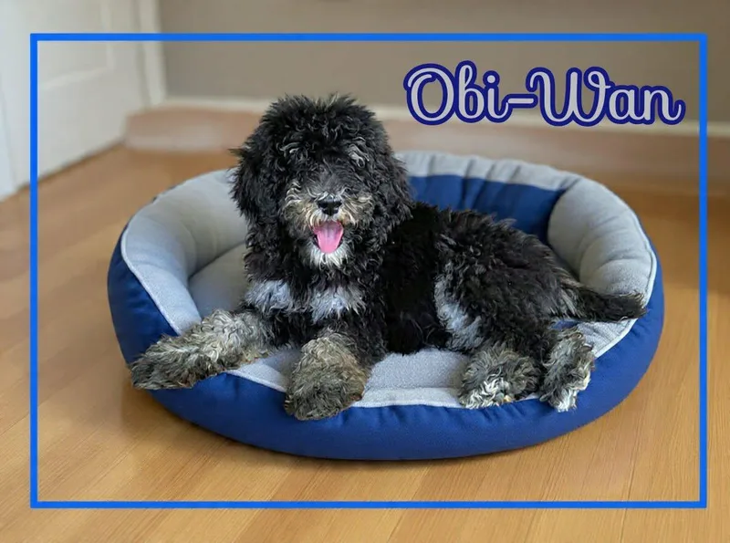 ObiWan thumbnail 3