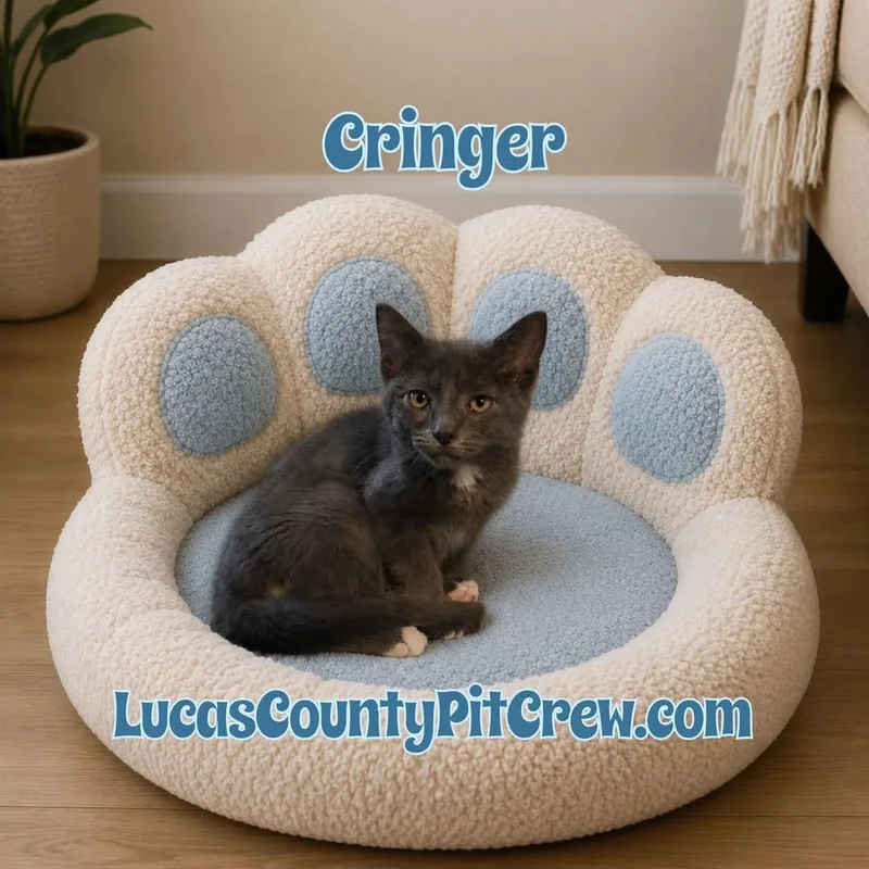 Cringer