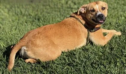 A young medium-sized female Mixed Breed dog named Shania for adoption in Port Saint Joe, FL