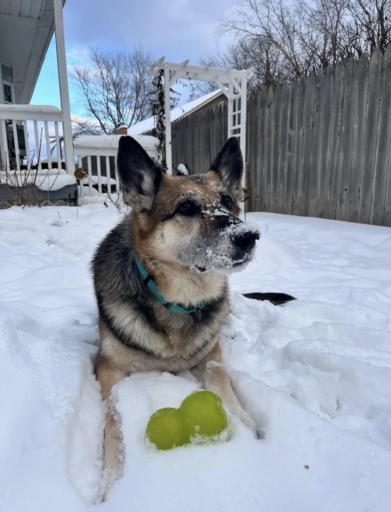 A senior large-sized female Yellow / Tan / Blond / Fawn German Shepherd Dog dog named Nila for adoption in Livonia, MI
