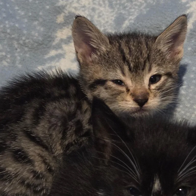 A baby small-sized female Brown / Chocolate Domestic Short Hair cat named Aileen for adoption in Priest River, ID