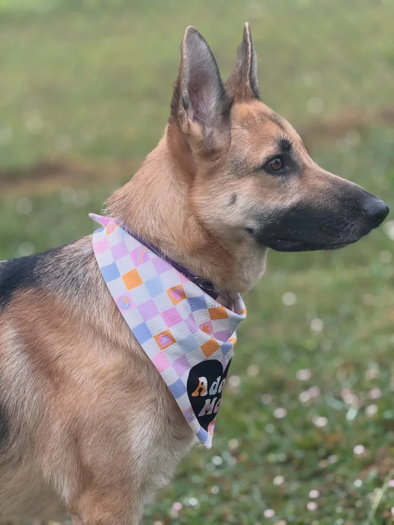 Heidi