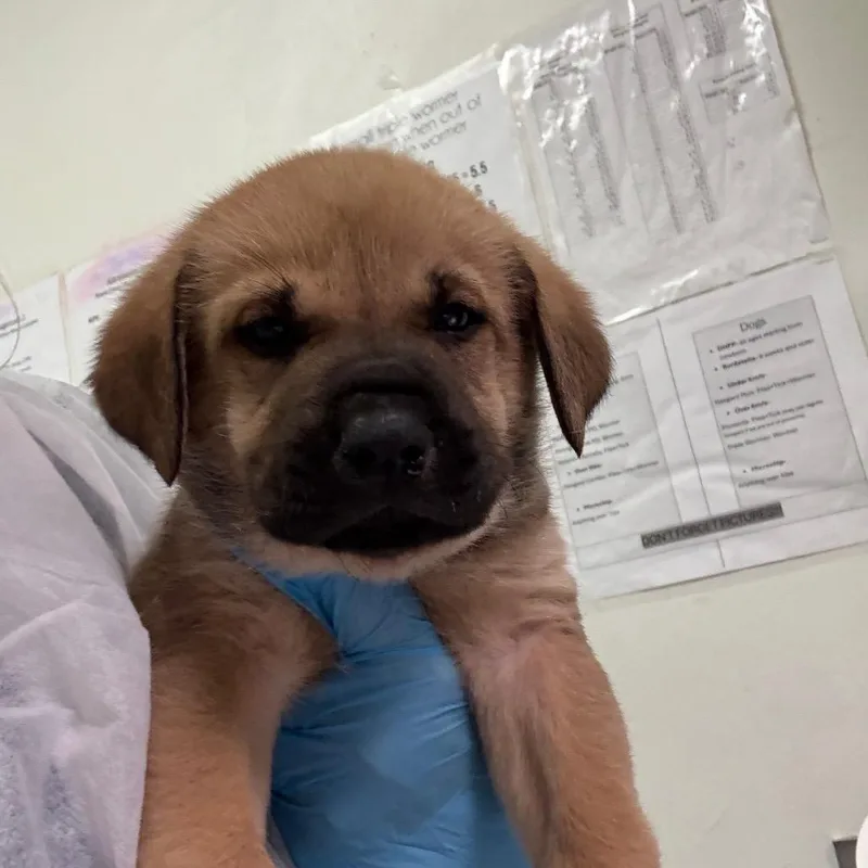 A baby small-sized male Yellow / Tan / Blond / Fawn Mixed Breed dog named Hal for adoption in Charleston, WV