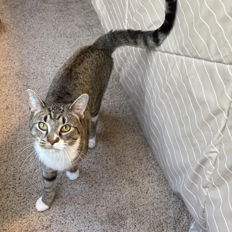A young medium-sized male White Domestic Short Hair cat named Rigby for adoption in Chesapeake Beach, MD