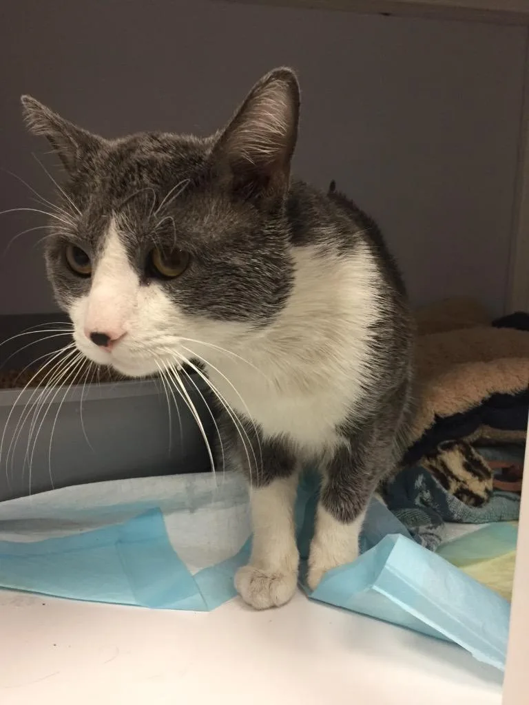 An adult medium-sized male Domestic Short Hair cat named Sugarboy for adoption in Peoria, AZ
