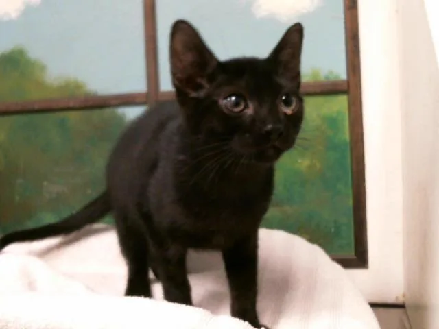 A baby small-sized male Domestic Medium Hair cat named Carter for adoption in Houston, TX