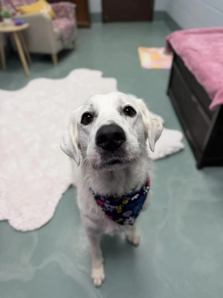 An adult large-sized female White / Cream Great Pyrenees dog named Kiara for adoption in Dallas, TX